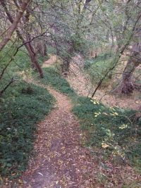 A path winding through a forest