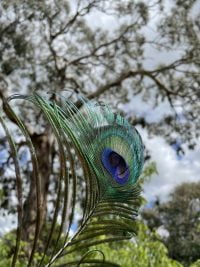 Peacock feather and roosting tree